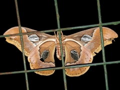 Rothschildia arethusa