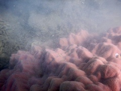 Porites
