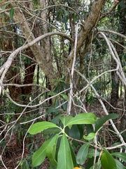 Tristaniopsis laurina