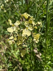 Raphanus raphanistrum