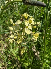 Raphanus raphanistrum