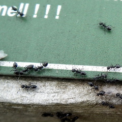 Crematogaster peringueyi