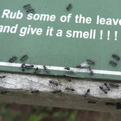 Crematogaster peringueyi