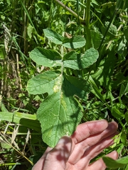 Raphanus raphanistrum