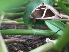 Chalciope mygdon