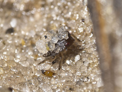 Ochterus