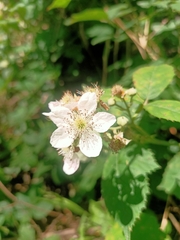 Rubus