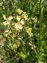 Raphanus raphanistrum