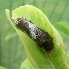 Papilio demodocus demodocus