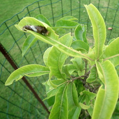 Papilio demodocus demodocus