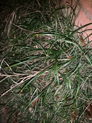 Ophiopogoneae