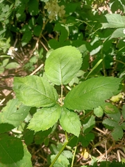 Rubus