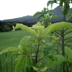 Papilio demodocus demodocus