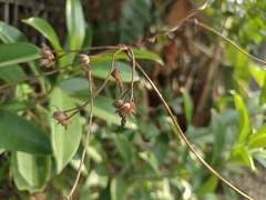 Cuscuta chinensis