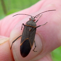 Leptocoris amictus