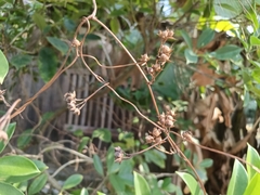 Cuscuta chinensis