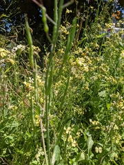 Raphanus raphanistrum