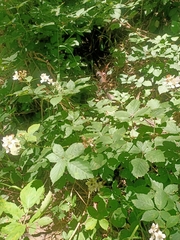Rubus