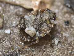 Ochterus
