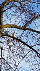 Accipiter