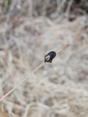 Dermacentor occidentalis