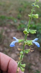 Salvia cardiophylla