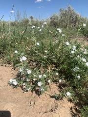 Euploca convolvulacea