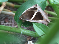 Chalciope mygdon