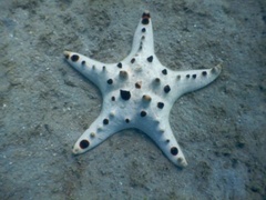 Protoreaster nodosus