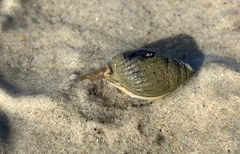 Nassarius pullus