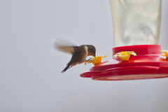 Selasphorus scintilla