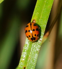 Harmonia octomaculata