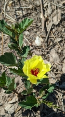 Cienfuegosia drummondii