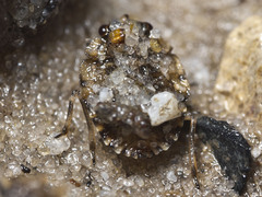 Ochterus