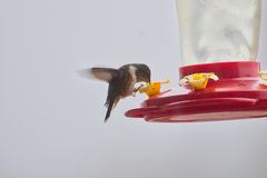 Selasphorus scintilla