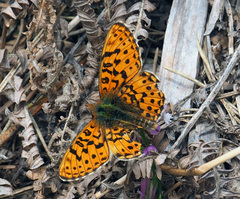Boloria euphrosyne