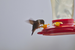 Selasphorus scintilla