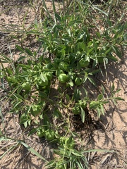Physalis pumila hispida