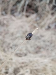 Dermacentor occidentalis