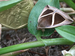 Chalciope mygdon