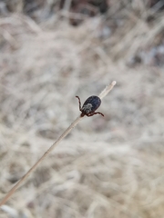 Dermacentor occidentalis