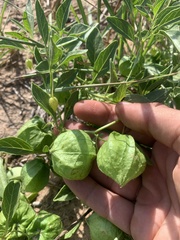 Physalis pumila hispida