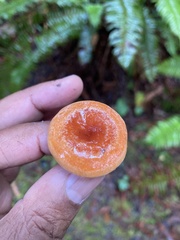 Lactarius aestivus