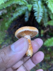Lactarius aestivus