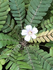 Biophytum dendroides