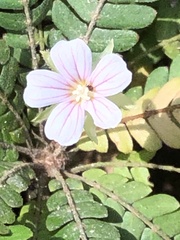 Biophytum dendroides