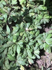 Biophytum dendroides