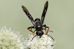 Isodontia auripes
