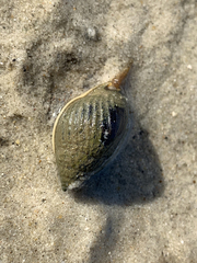 Nassarius pullus