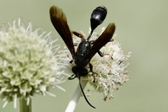 Isodontia auripes